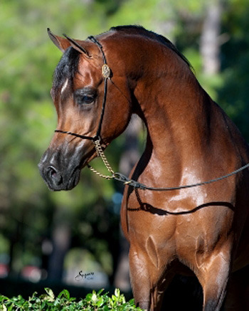 Arabian Horses